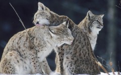 Desktop image. Animals. ID:35318