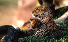 Desktop image. Animals. ID:35319
