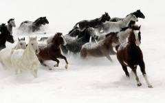 Desktop image. Animals. ID:35320