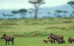 Desktop image. Animals. ID:35321