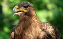 Desktop image. Animals. ID:35322