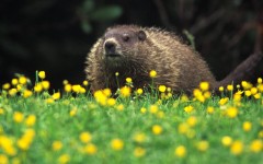 Desktop image. Animals. ID:35323