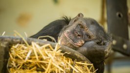 Desktop image. Animals. ID:99296