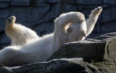 Desktop image. Animals. ID:53134