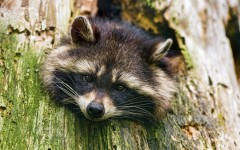 Desktop image. Animals. ID:53138