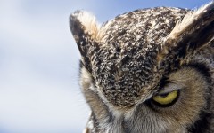 Desktop image. Animals. ID:35327