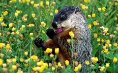 Desktop image. Animals. ID:35329