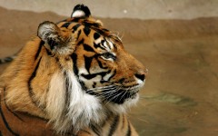 Desktop image. Animals. ID:35330