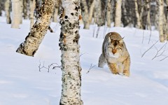 Desktop image. Animals. ID:35332