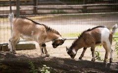 Desktop image. Animals. ID:53133