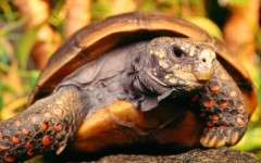 Desktop image. Animals. ID:35335