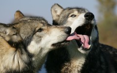 Desktop image. Animals. ID:35337