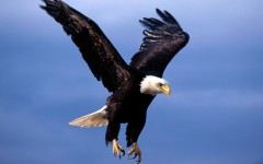 Desktop image. Animals. ID:35338