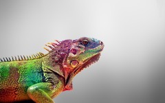 Desktop image. Animals. ID:35339