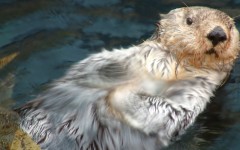 Desktop image. Animals. ID:35340