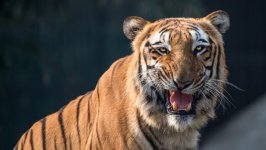 Desktop image. Animals. ID:99295