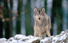 Desktop image. Animals. ID:35342