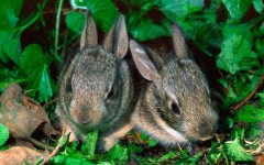 Desktop image. Animals. ID:35344