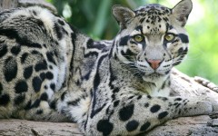 Desktop image. Animals. ID:35345