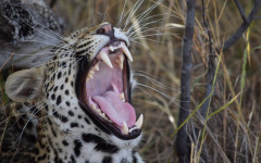 Desktop image. Animals. ID:99277