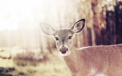 Desktop image. Animals. ID:35347