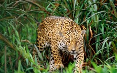 Desktop image. Animals. ID:35348