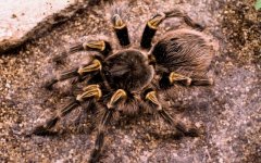 Desktop image. Animals. ID:99267