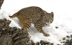 Desktop image. Animals. ID:35350