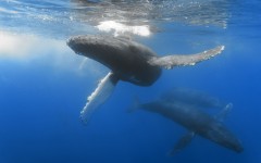 Desktop image. Animals. ID:35351