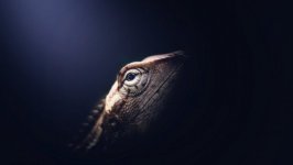 Desktop image. Animals. ID:99226