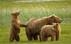 Desktop image. Animals. ID:35353