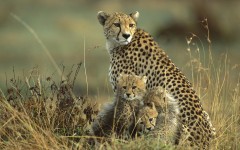 Desktop image. Animals. ID:35354
