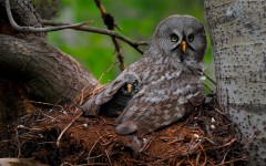 Desktop image. Animals. ID:53299