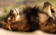 Desktop image. Animals. ID:35356