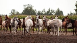 Desktop image. Animals. ID:99210
