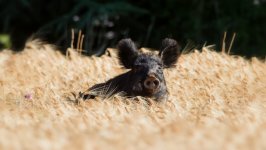 Desktop image. Animals. ID:99204