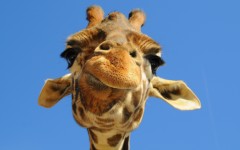 Desktop image. Animals. ID:35362