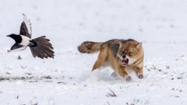 Desktop image. Animals. ID:98906