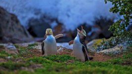 Desktop image. Animals. ID:98933