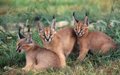 Desktop image. Animals. ID:35365