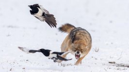 Desktop image. Animals. ID:98905