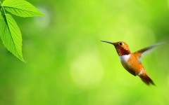 Desktop image. Animals. ID:35367