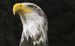 Desktop image. Animals. ID:35368