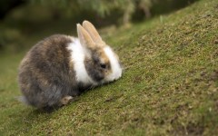 Desktop image. Animals. ID:35369