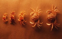 Desktop image. Animals. ID:35370