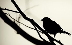 Desktop image. Animals. ID:35371
