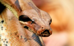 Desktop image. Animals. ID:35372