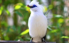 Desktop image. Animals. ID:35374