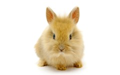 Desktop image. Animals. ID:35377