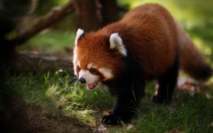 Desktop image. Animals. ID:35378